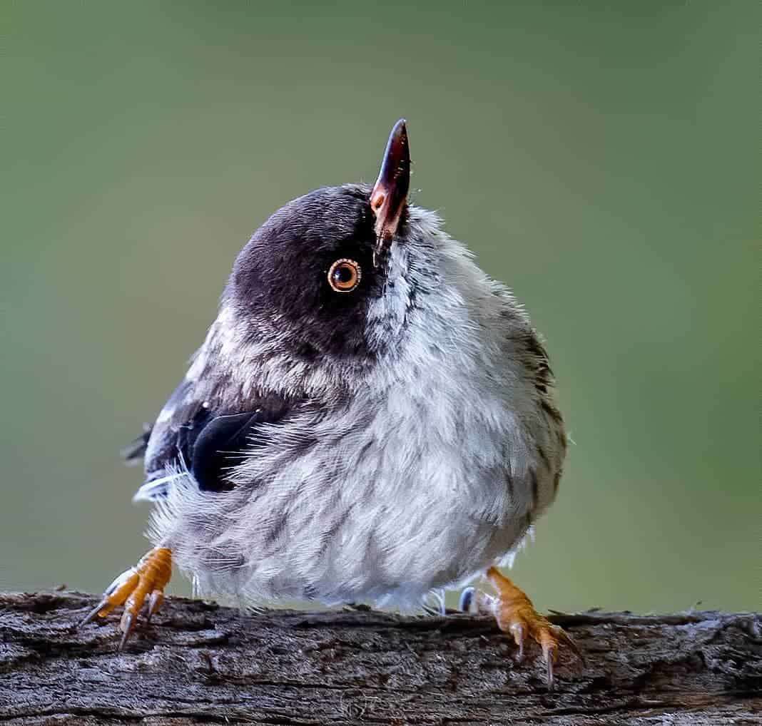 Australian Photographer Captures Beautiful Bird Portraits