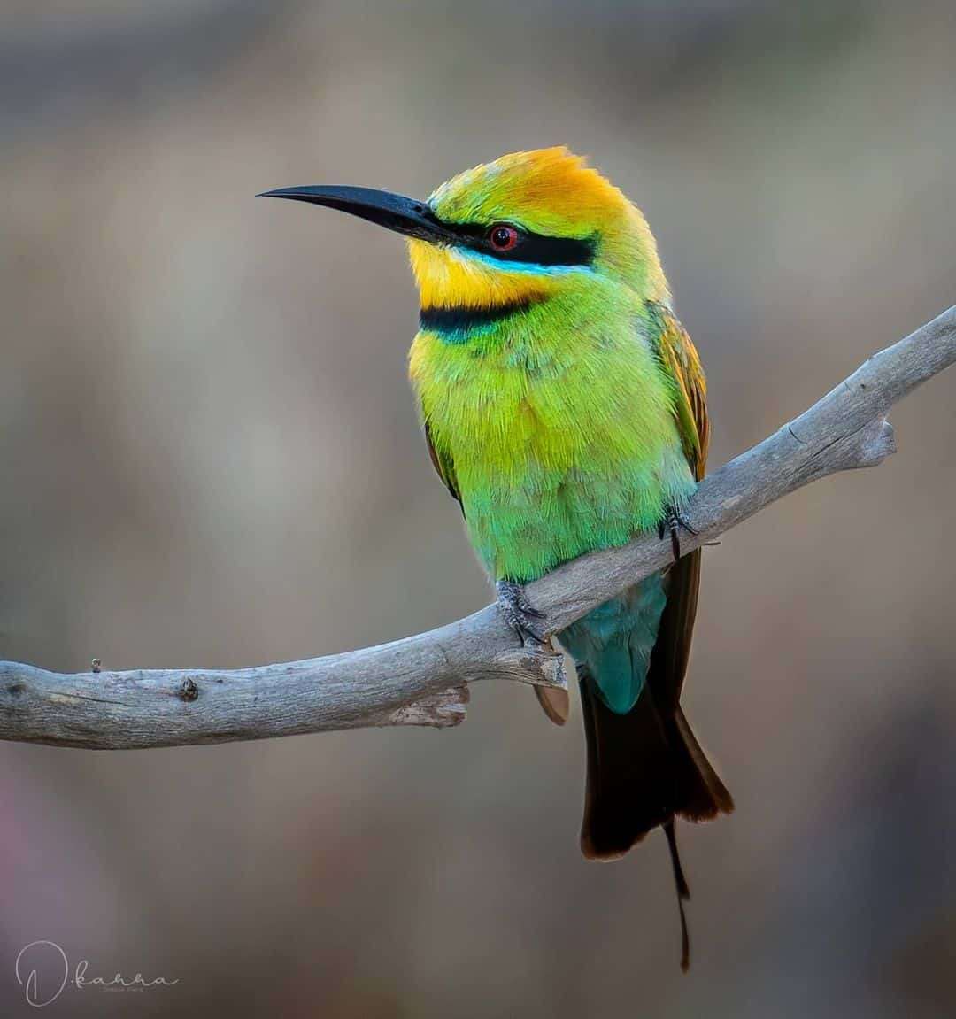 Australian Photographer Captures Beautiful Bird Portraits