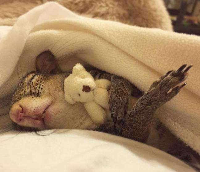 squirrel sleeps with teddy bear