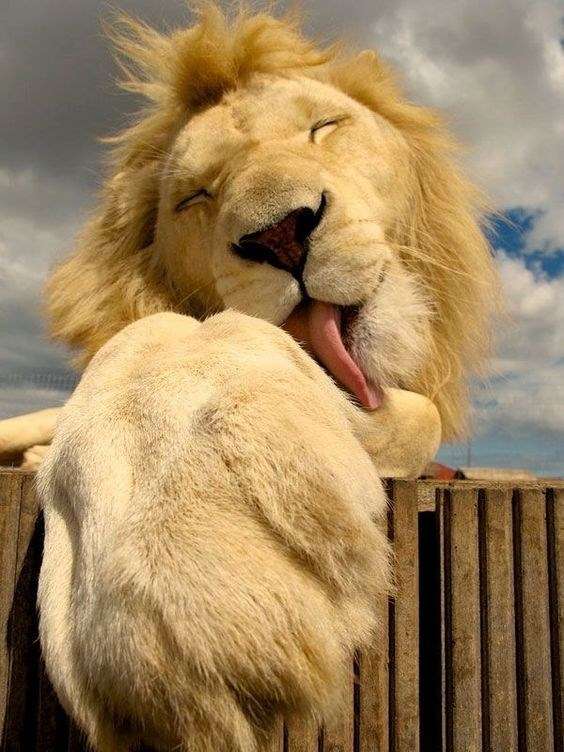 massive lion licking his paw like a cat