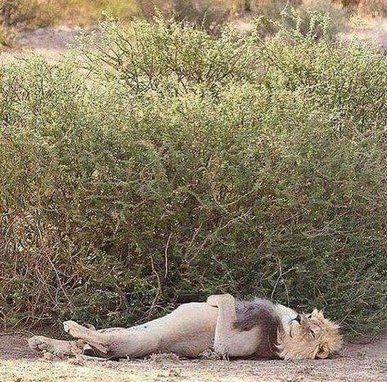 lion lying down on his back and chilling like sunday morning