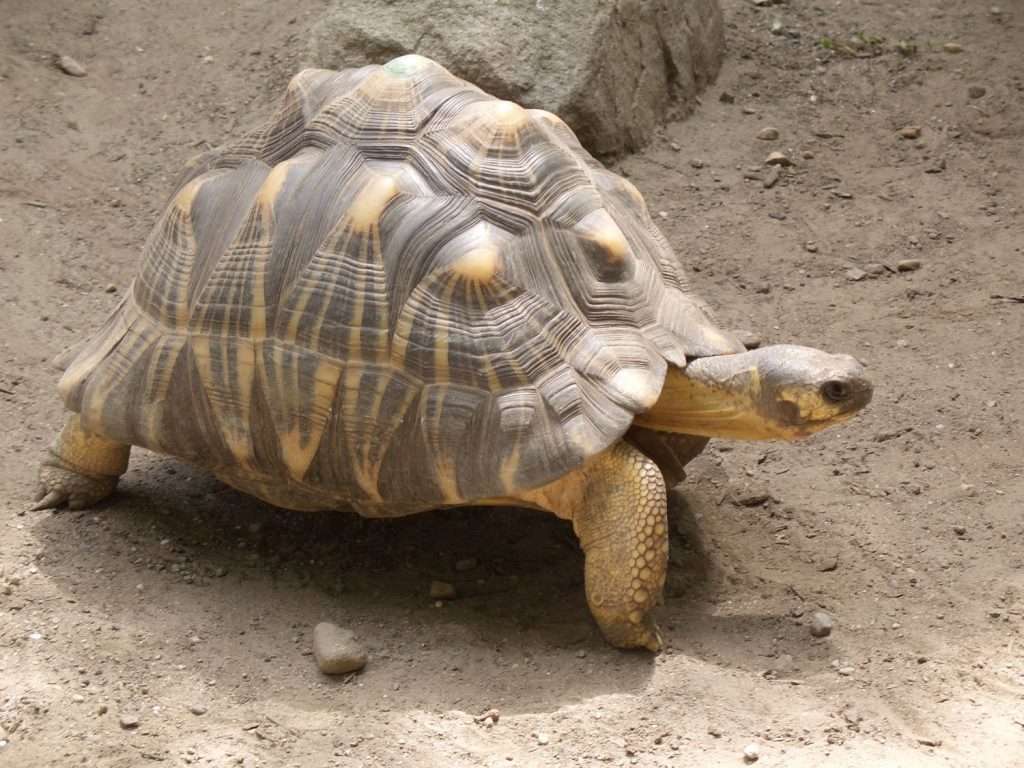 tortugas mitad peligro extincion