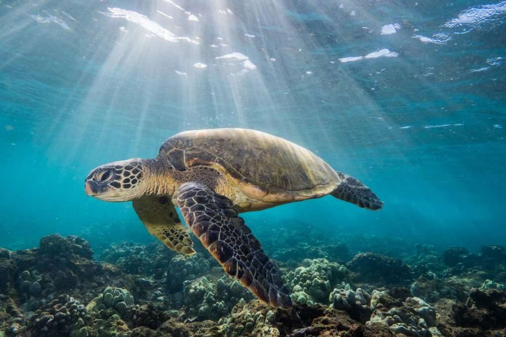 tortugas peligro extincion