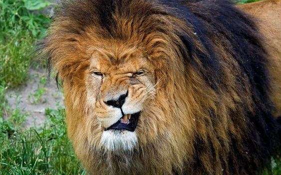 lion with giant mane making a grinning face at the camera