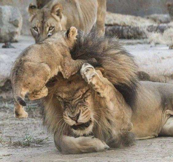Lion cub jumping on the forehead of a male lion as the lioness looks on in the background
