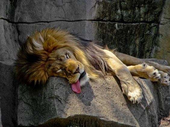 lion passed cold out on a rock with his tongue hanging out of his mouth