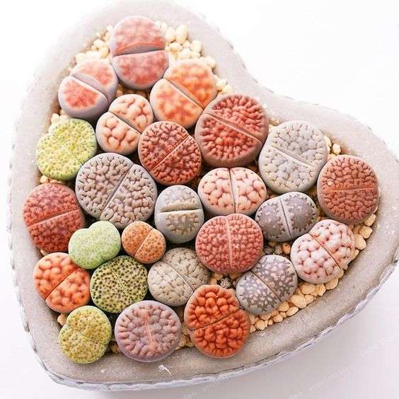 Decorative Stones from Another Galaxy? Succulents That Are Simply Beautiful!