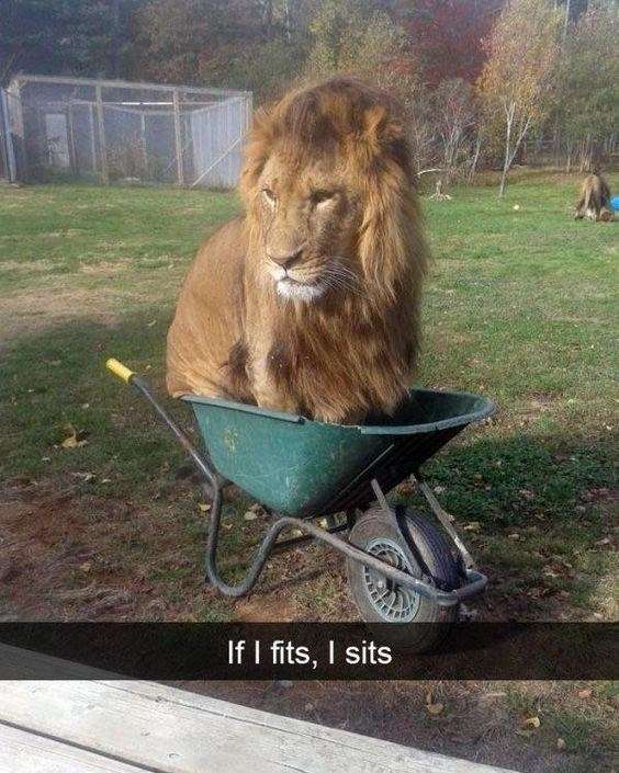 lion sits where it fits - snapchat of a lion sitting in a wheel barrow like a cat that sits whenever he fits
