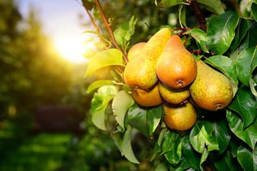 493ss_thinkstock_rf_pears.jpg?resize=375px:250px&output-quality=50