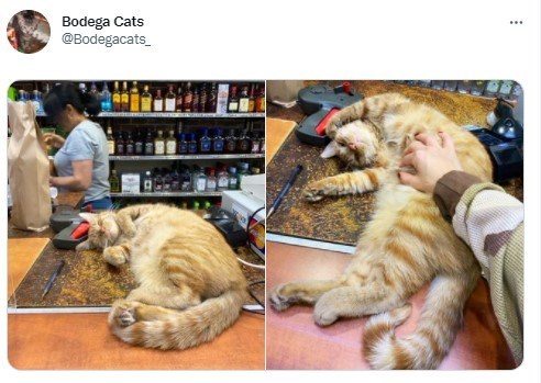 Cat - Bodega Cats @Bodegacats_ ...
