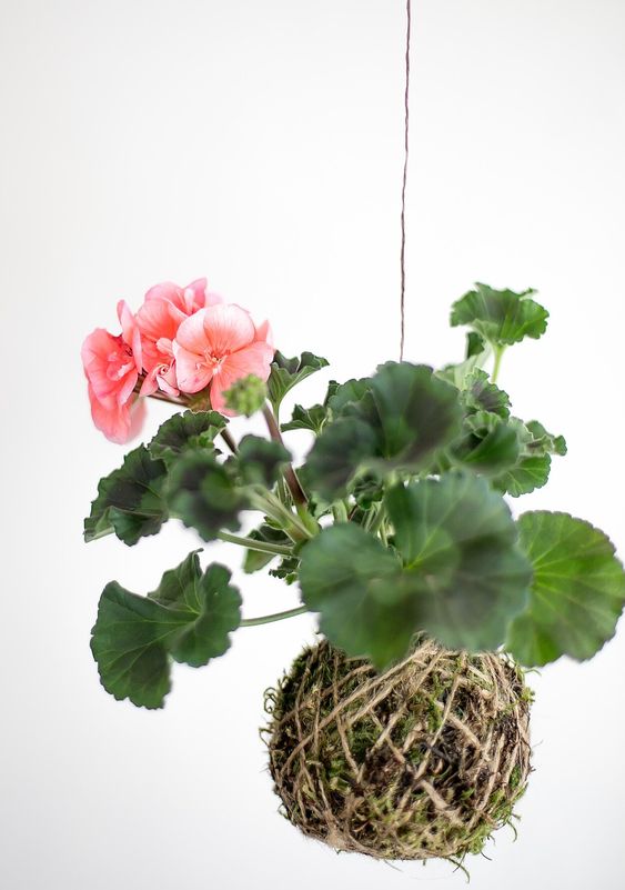 Kokedama – the Art of Growing Plants Without Pots. This Is a Modern Gardening Trend in Japanese Style
