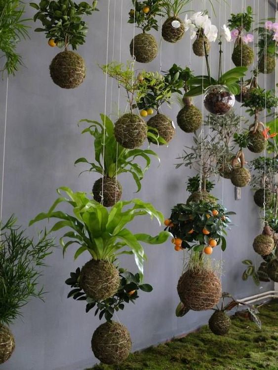 Kokedama – the Art of Growing Plants Without Pots. This Is a Modern Gardening Trend in Japanese Style