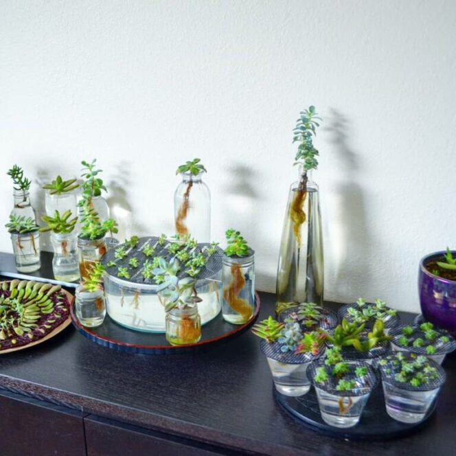 Succulents That Need No Soil. All You Need to Provide to Let Them Grow at Home Is Water