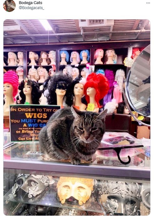 Cat - Bodega Cats @Bodegacats_ N ORDER TO TRY ON WIGS You MUST PURO A WIG CA (up front at cashi or Bring Yo Why Cuz Lice Al ALE SA