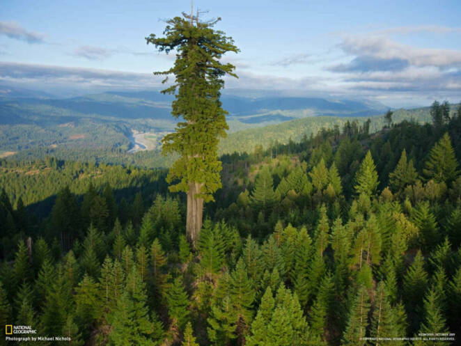 20 Trees That Can Survive Anything. Their Will to Live is Impressive