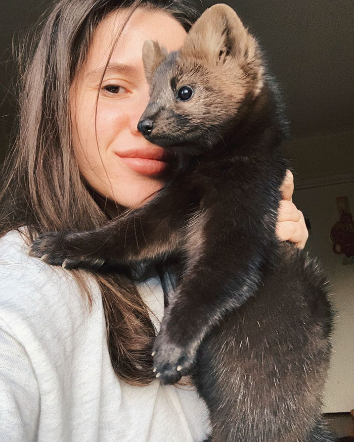 Woman Rescues This Sable From Becoming Someone's Coat, Decides To Keep Her As A Pet Since She's Not Fit To Live In The Wild