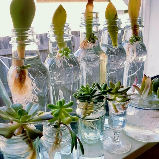 Succulents That Need No Soil. All You Need to Provide to Let Them Grow at Home Is Water