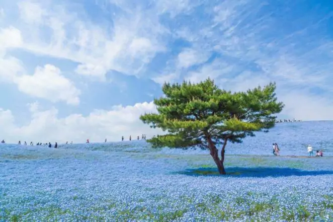 17 Proofs that Japanese Nature is Like a Gifted Artist Painting Mountains, Meadows, and Valleys
