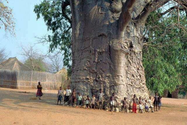 20 Trees That Can Survive Anything. Their Will to Live is Impressive