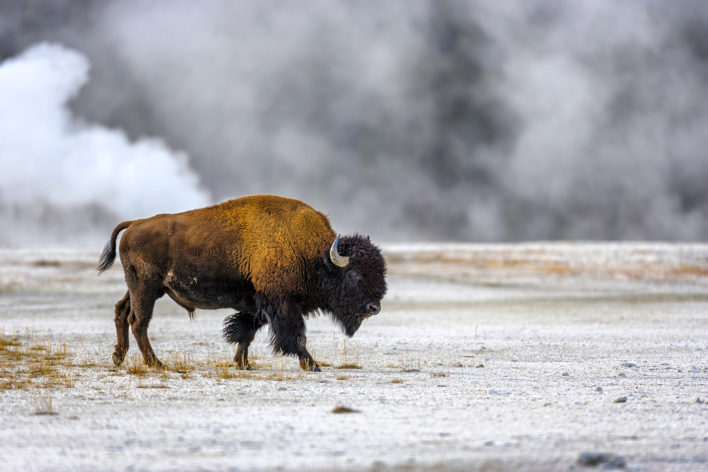 Bison by the Midway Geyser Basin in Yellowstone National Park