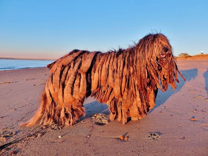 This is a rare type of dog breed called the Bergamasco Shepherd