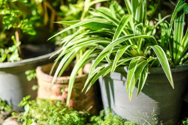 14 Potted Plants That Feel Great in Shaded Locations. They Love the Interior with No Direct Sunlight