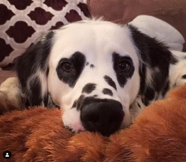 Charlie the Dalmatian likes giving people heart eyes