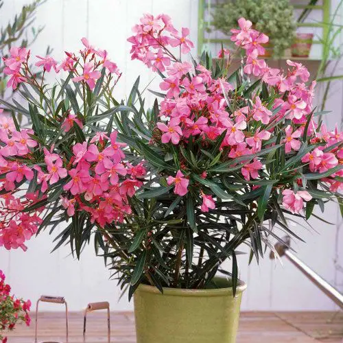 7 Intensively Smelling Potted Plants That Will Successfully Replace The Air Freshener