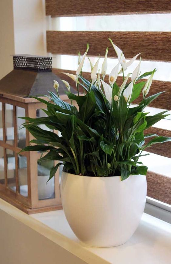 14 Potted Plants That Feel Great in Shaded Locations. They Love the Interior with No Direct Sunlight