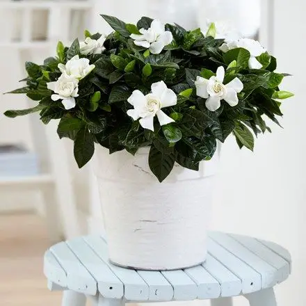 7 Intensively Smelling Potted Plants That Will Successfully Replace The Air Freshener