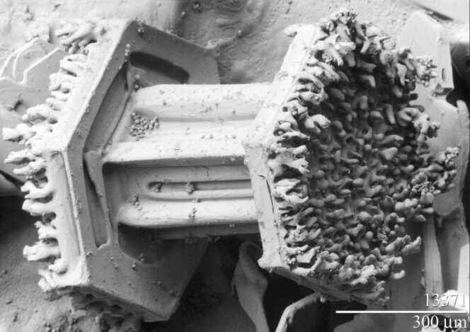 15 Snowflakes under Microscope. Once Magnified They Look Really Impressive