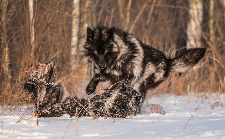 Minnesota Black Wolf