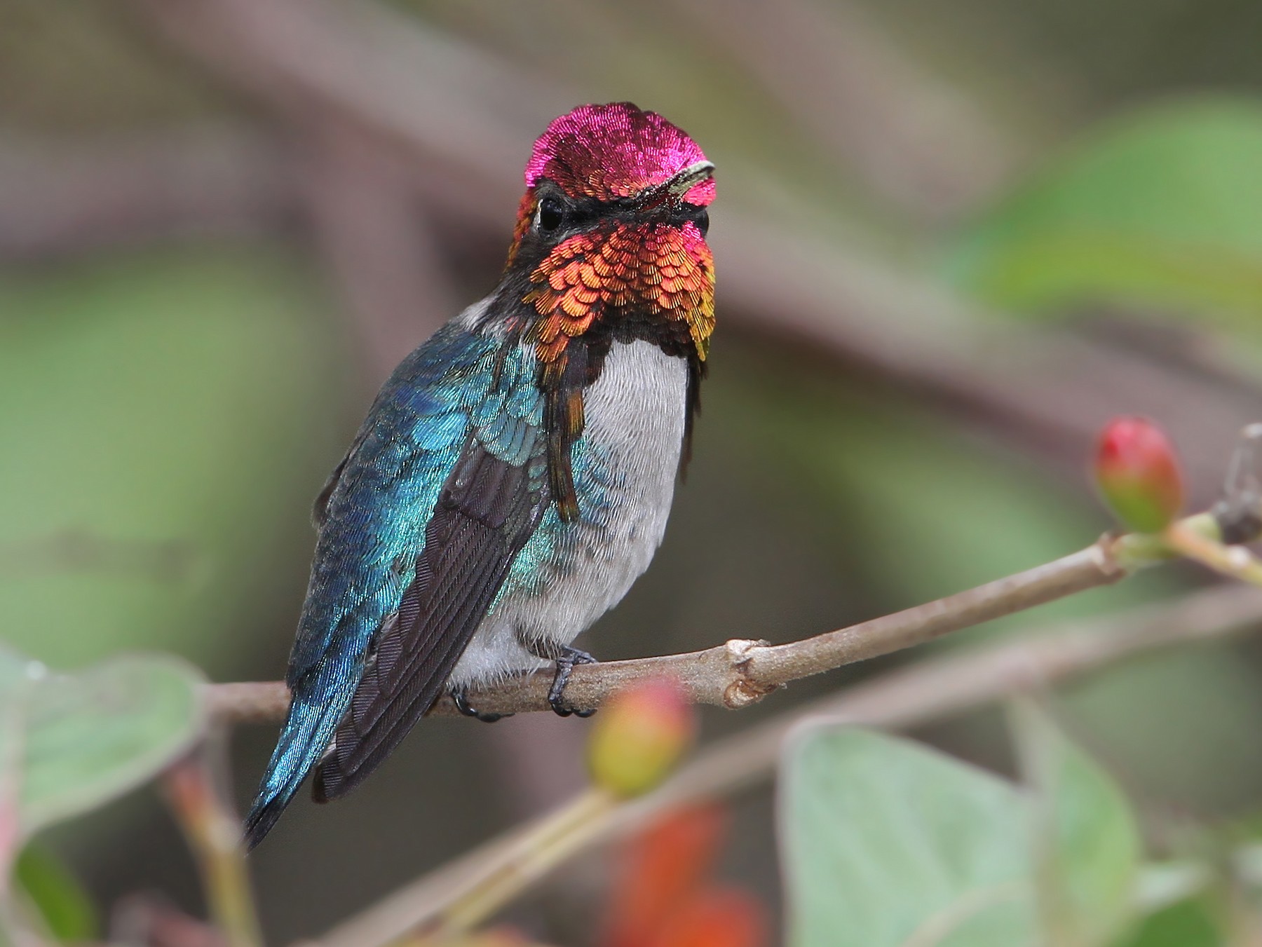 Bee Hummingbird - eBird
