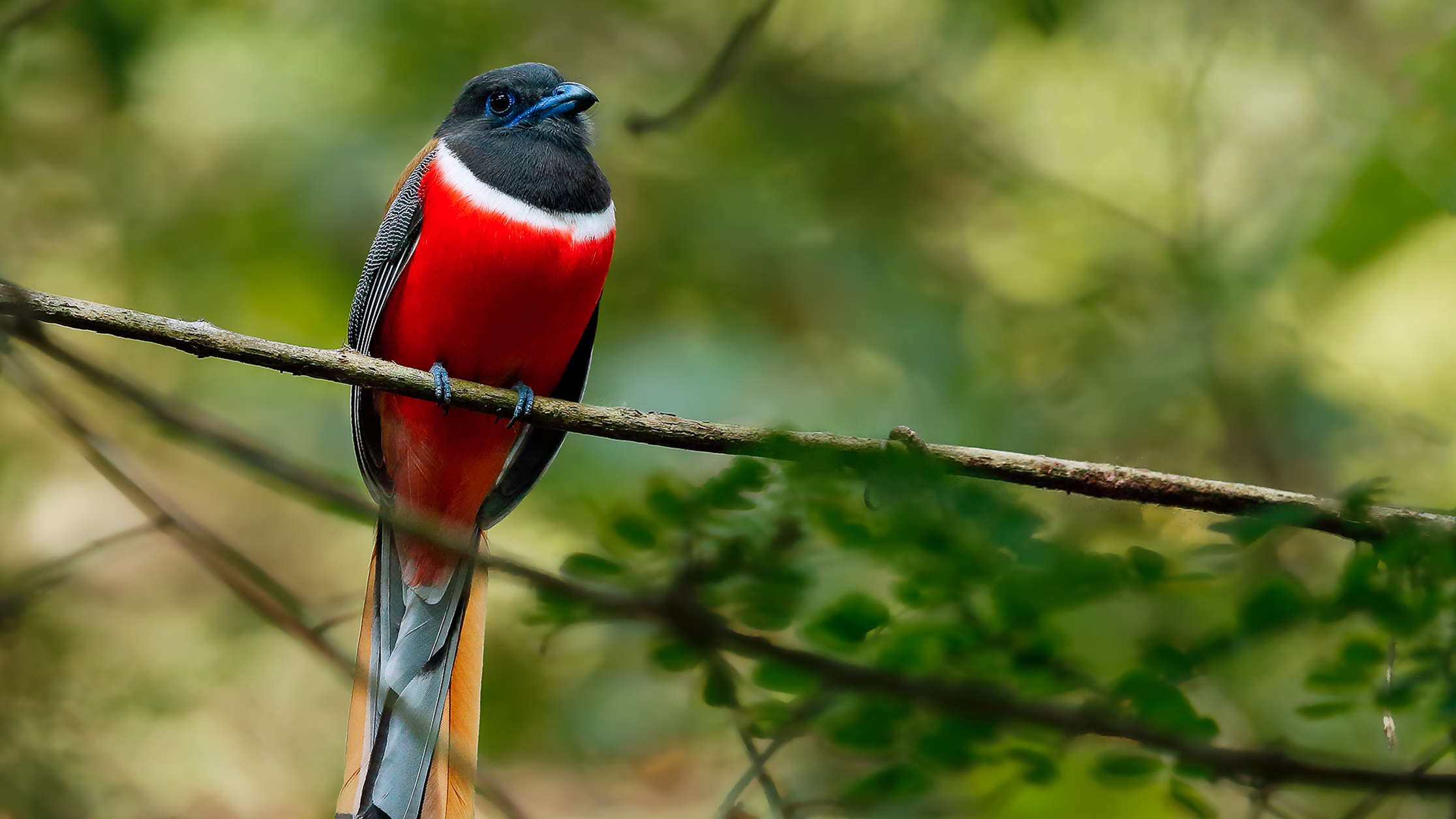 Lessons in Love (and Housekeeping) from the Malabar Trogon | RoundGlass |Sustain
